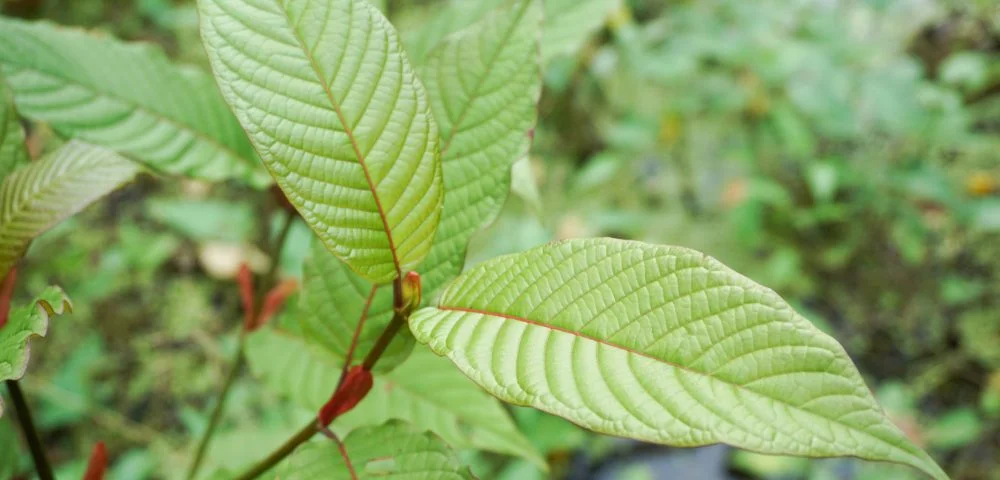 Finding Balance: Understanding Kratom and Cravings